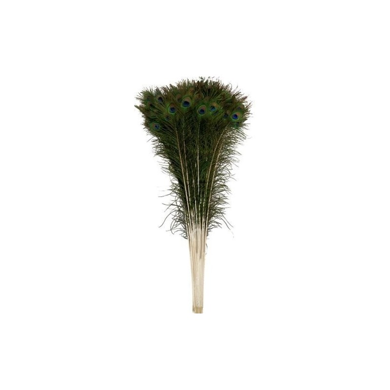 Mivaan Traders Set Of 25 Pc Of Original Peacock Feather Mor Pankh Jhadu For Home Use And Pujan