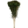 Mivaan Traders Set Of 25 Pc Of Original Peacock Feather Mor Pankh Jhadu For Home Use And Pujan