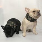 Summer Heatstroke And Heatstroke Prevention Ice Packs For Pets To Cool Down