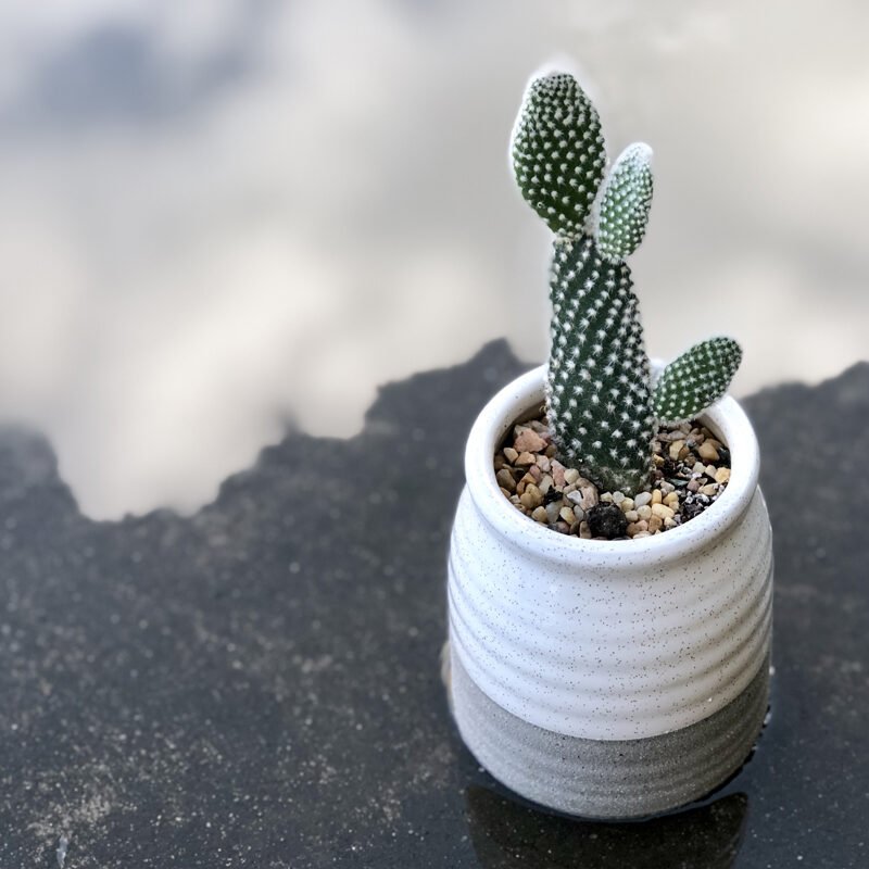 Cactus succulent creative flower pot - Image 3