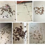 Powerful anti-cockroach bait 10g