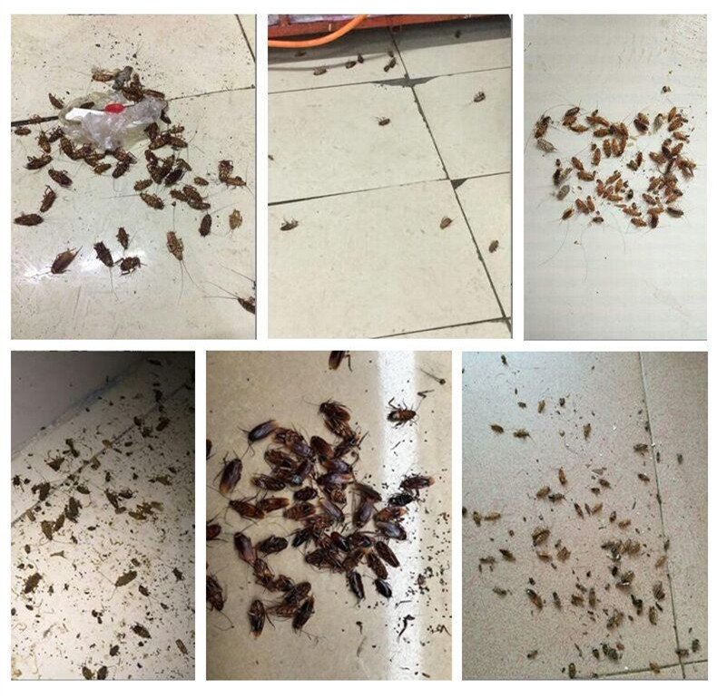 Powerful anti-cockroach bait 10g