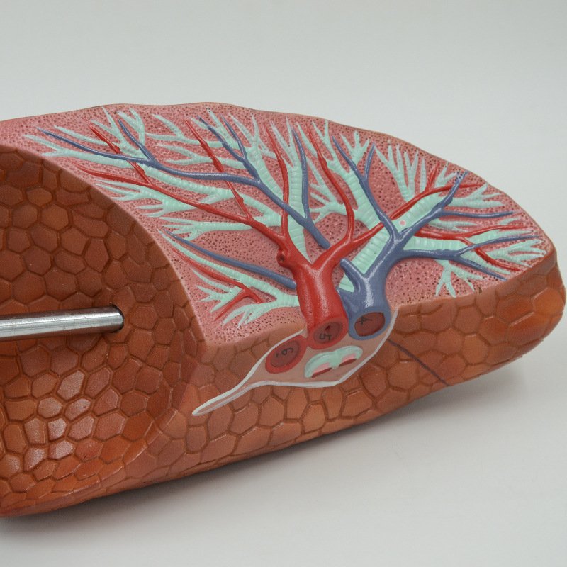 PNT-0476 Human Visceral Healthy Lung Model - Image 4