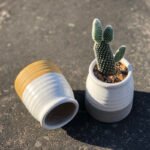 Cactus succulent creative flower pot