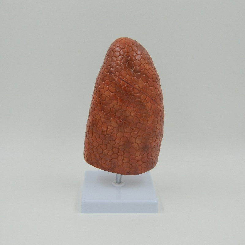 PNT-0476 Human Visceral Healthy Lung Model