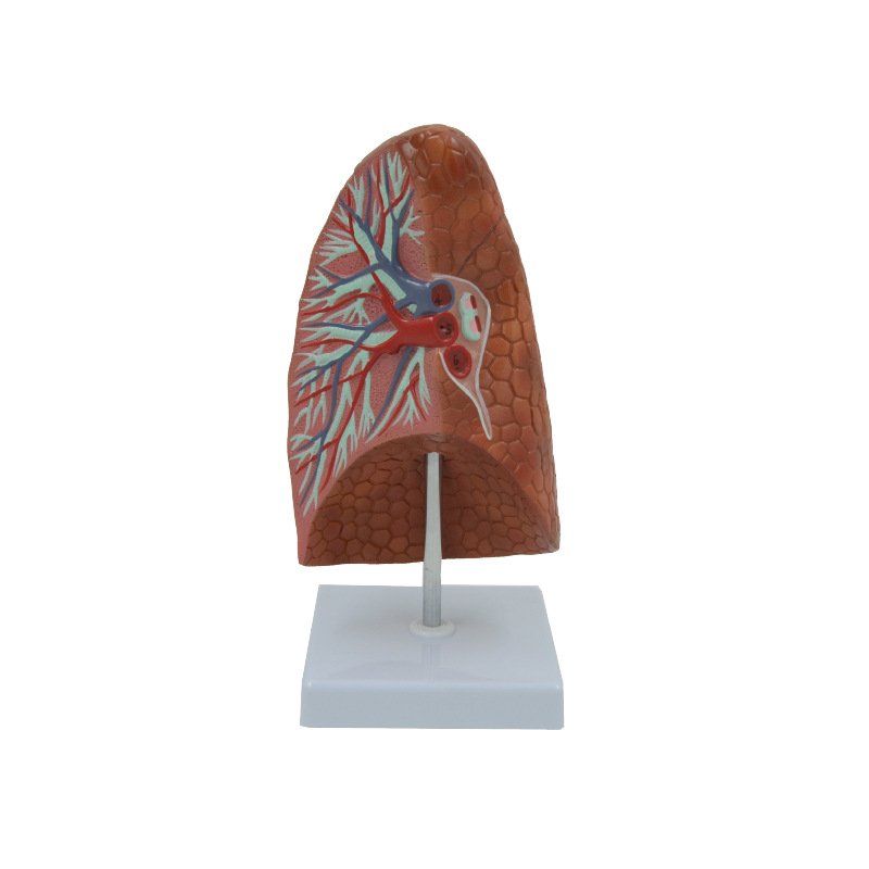 PNT-0476 Human Visceral Healthy Lung Model - Image 5