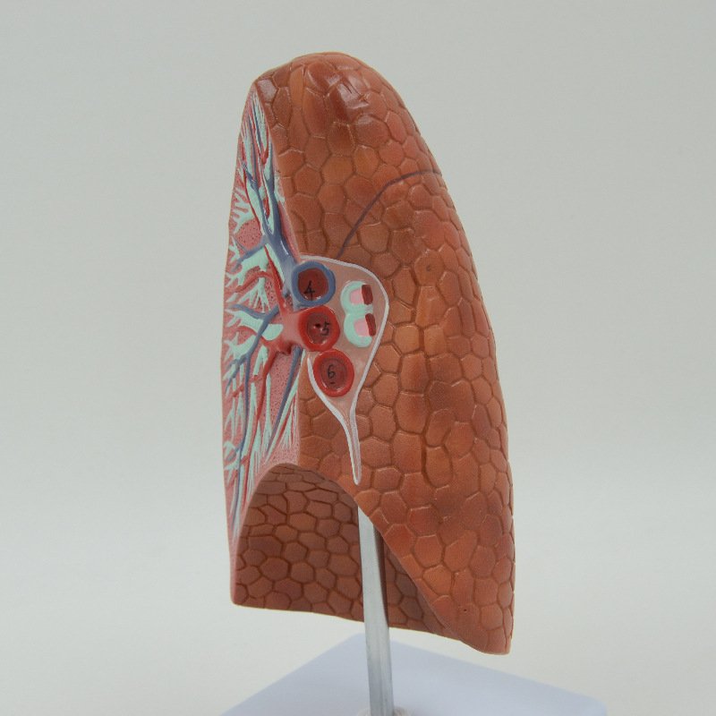 PNT-0476 Human Visceral Healthy Lung Model - Image 3