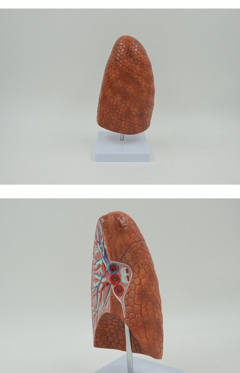 PNT-0476 Human Visceral Healthy Lung Model - Image 2